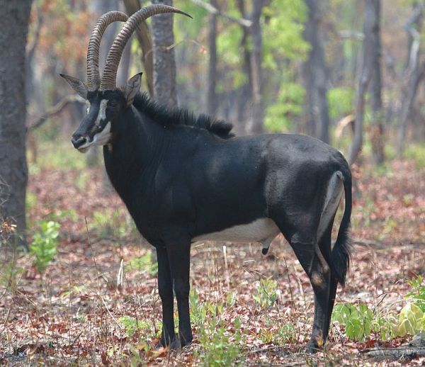 Giant sable
